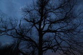 IMG_1287 (600 x 400)